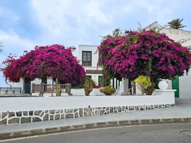 belle vue arbres en fleurs &agrave; haria
