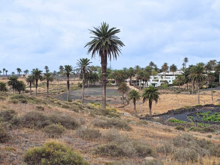 vall&eacute;e des palmiers