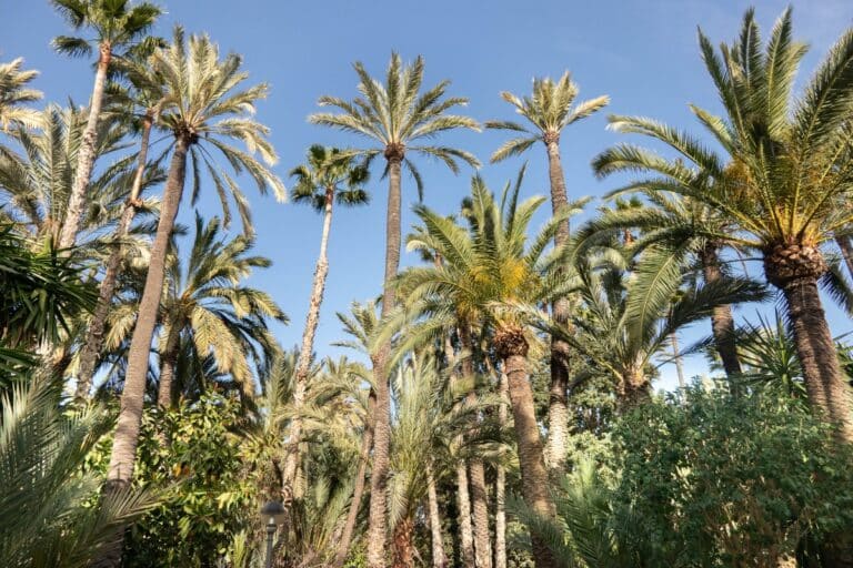 elche (45) palmeraie de elche