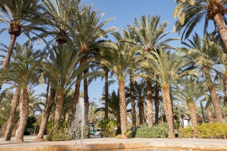 elche (67) palmeraie de elche