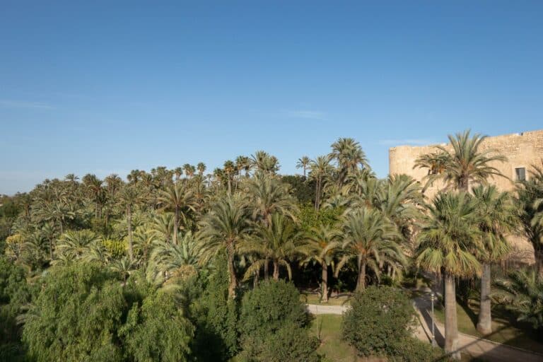 elche (77) palmiers à elche