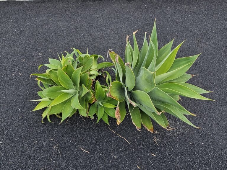 monument au paysan (65)